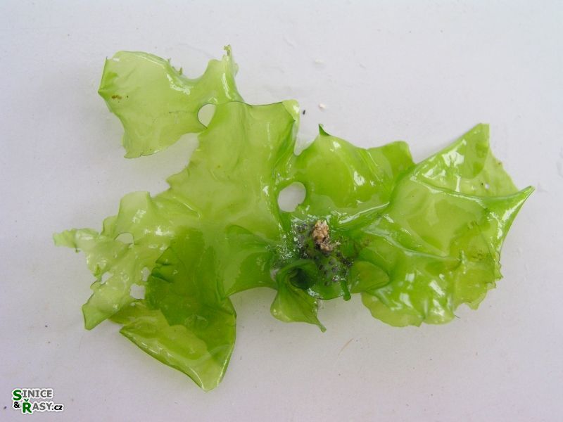 Ulva lactuca