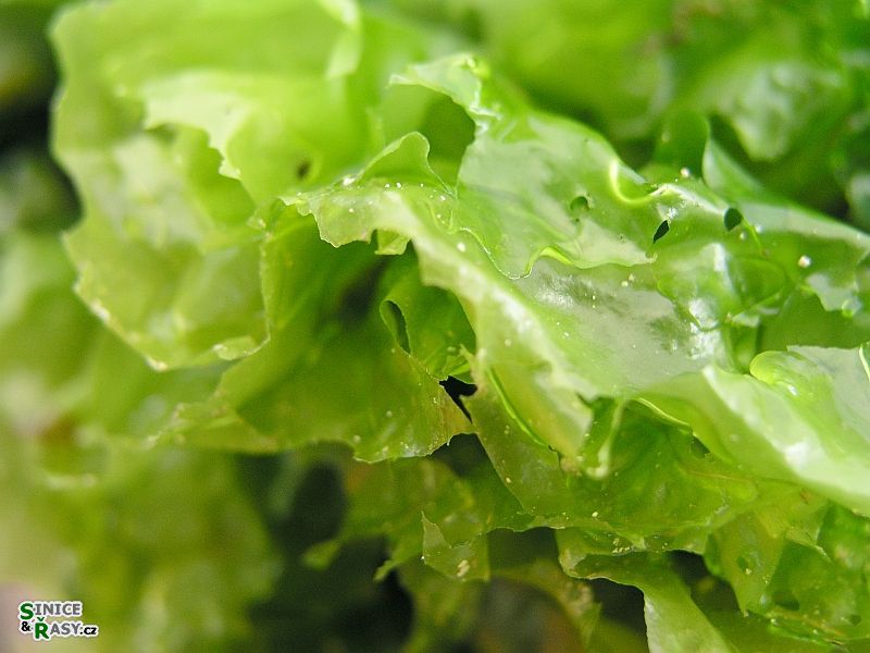 Ulva lactuca