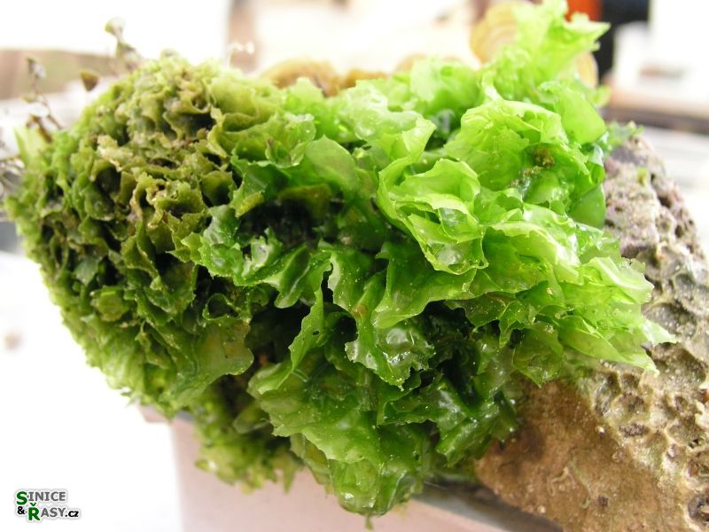 Ulva lactuca