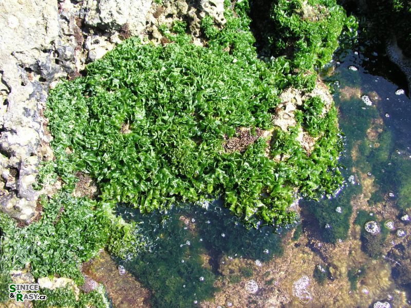 Ulva lactuca
