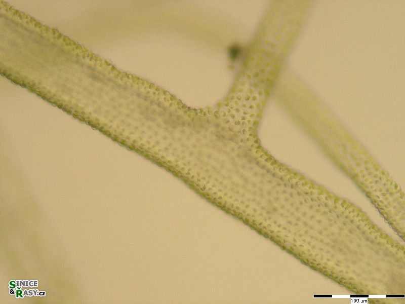 Ulva lactuca forma Enteromorpha inestinalis
