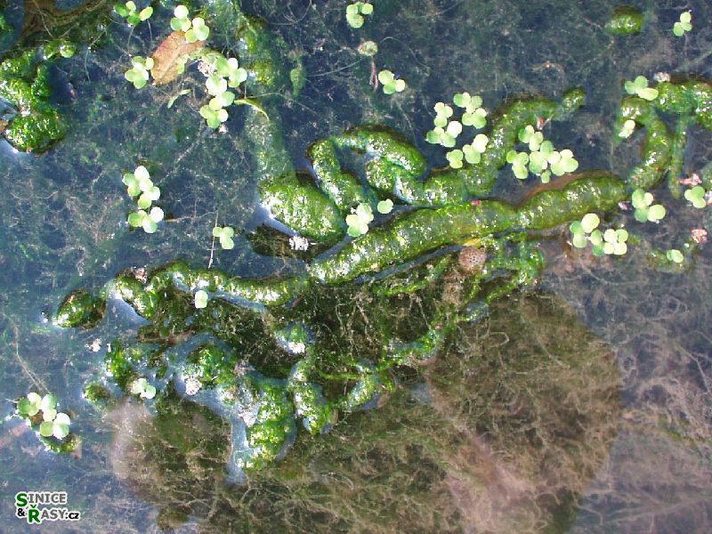 Ulva intestinalis