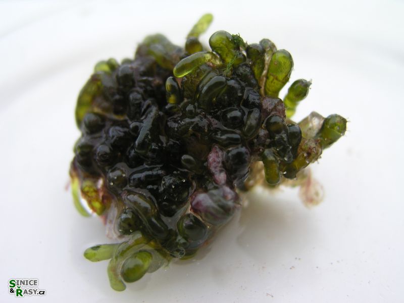 Valonia utricularis