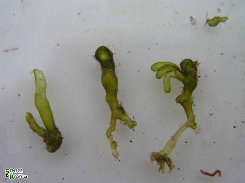 Valonia utricularis