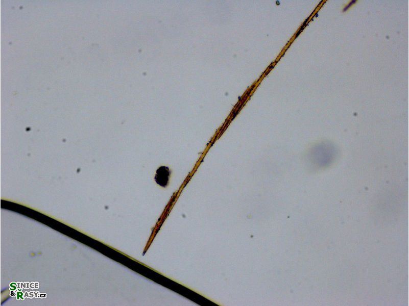 Bacillaria paxilifer