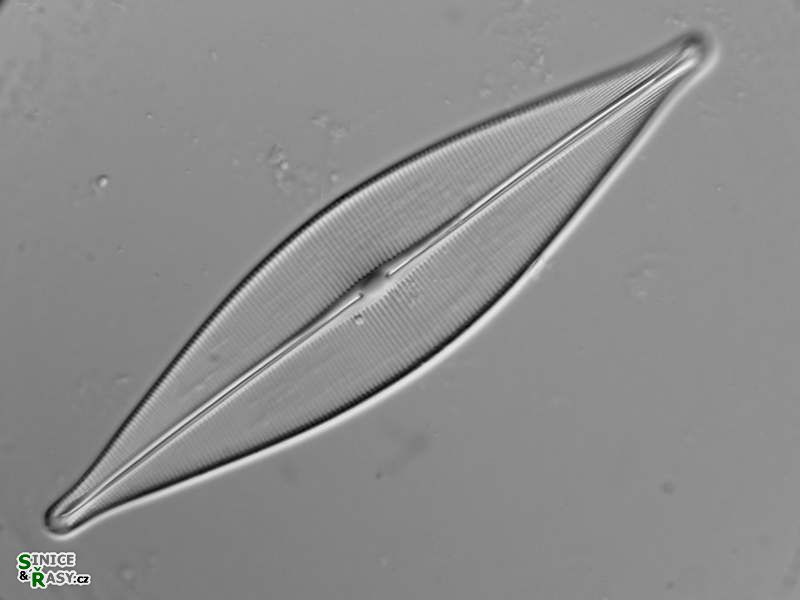 Craticula cuspidata