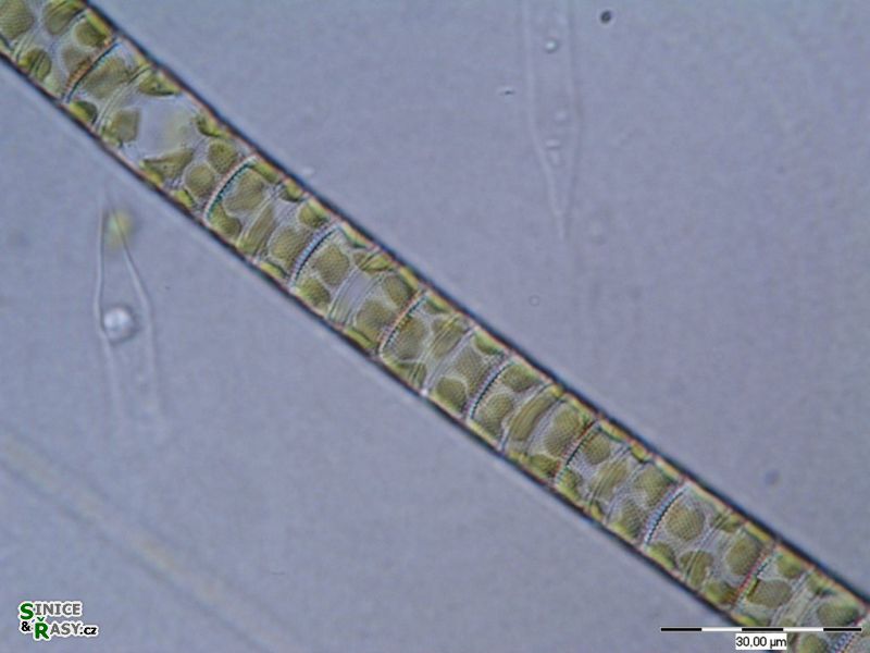 Melosira varians