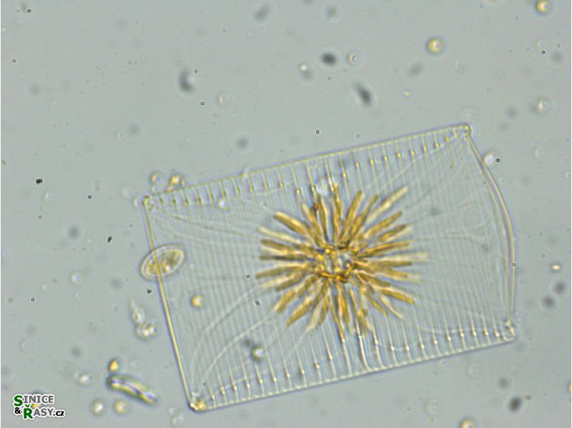 cf. Striatella