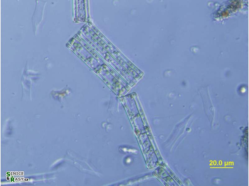 Tabellaria fenestrata