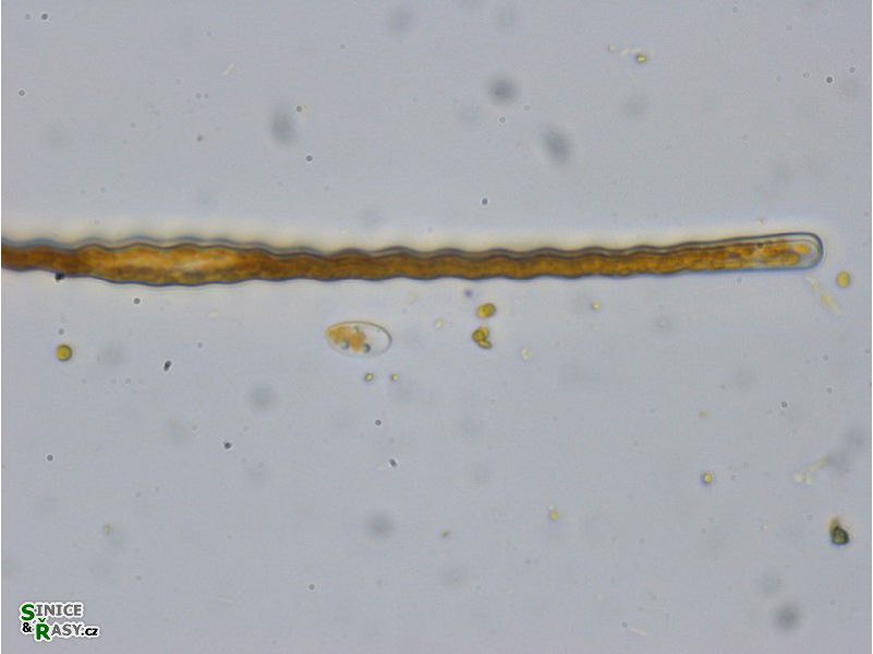 Toxarium undulatum