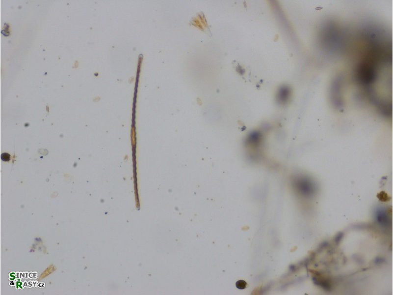 Toxarium undulatum