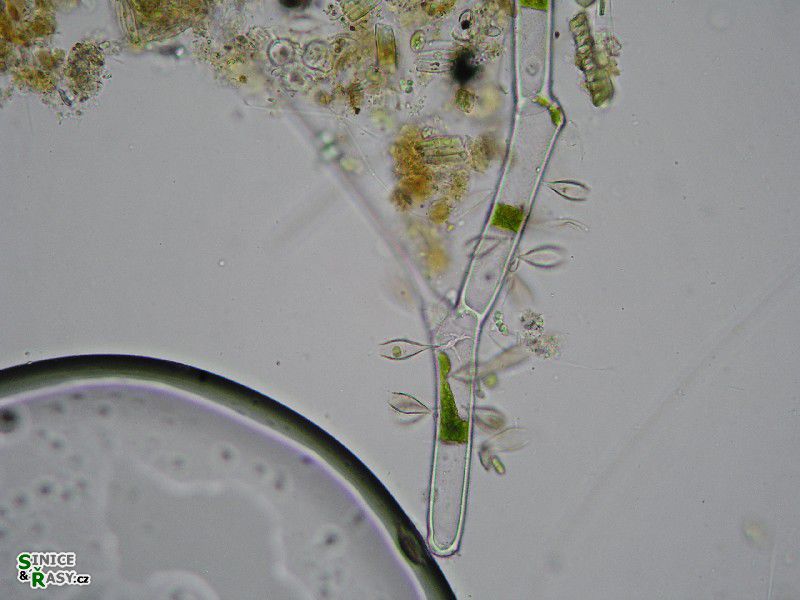 Epipyxis utriculus 