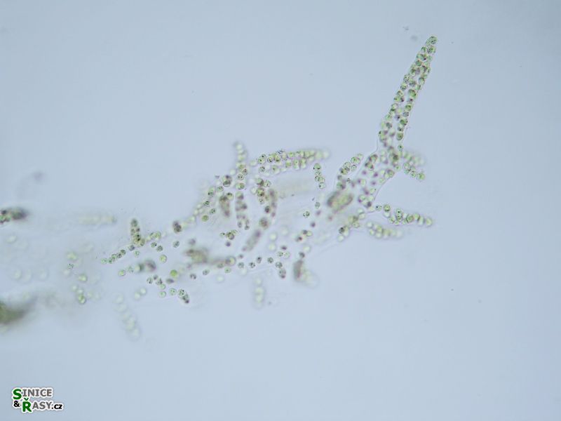 Hydrurus foetidus