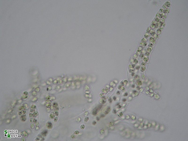 Hydrurus foetidus