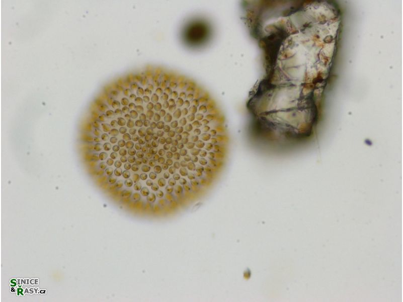 Uroglena