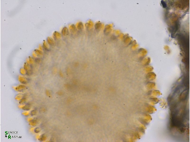 Uroglena