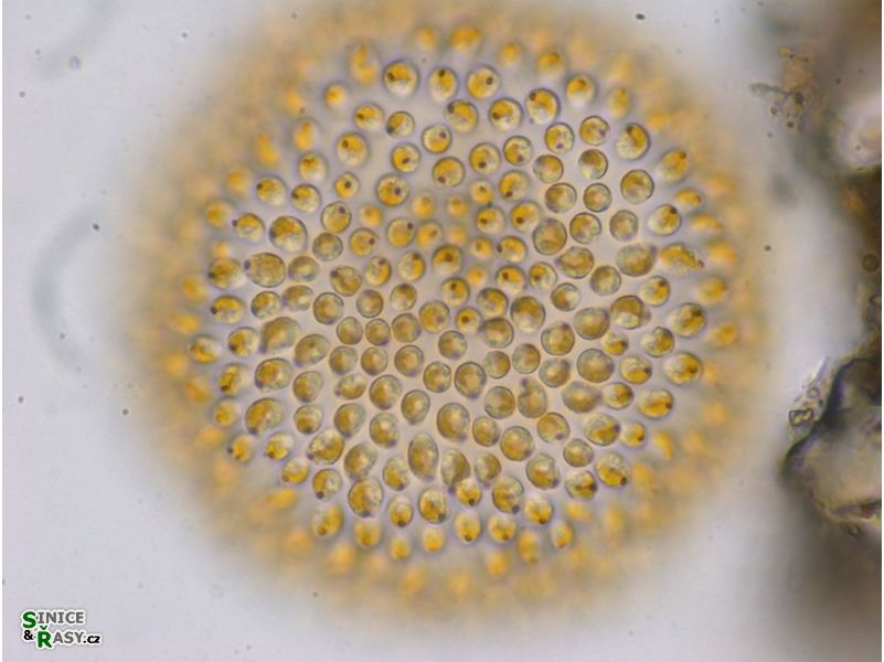 Uroglena