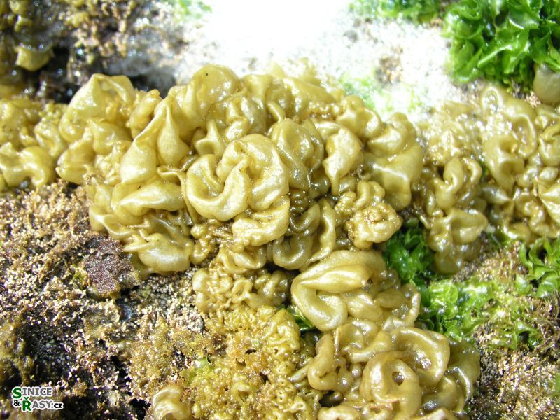Colpomenia sinuosa
