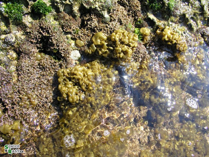 Colpomenia sinuosa