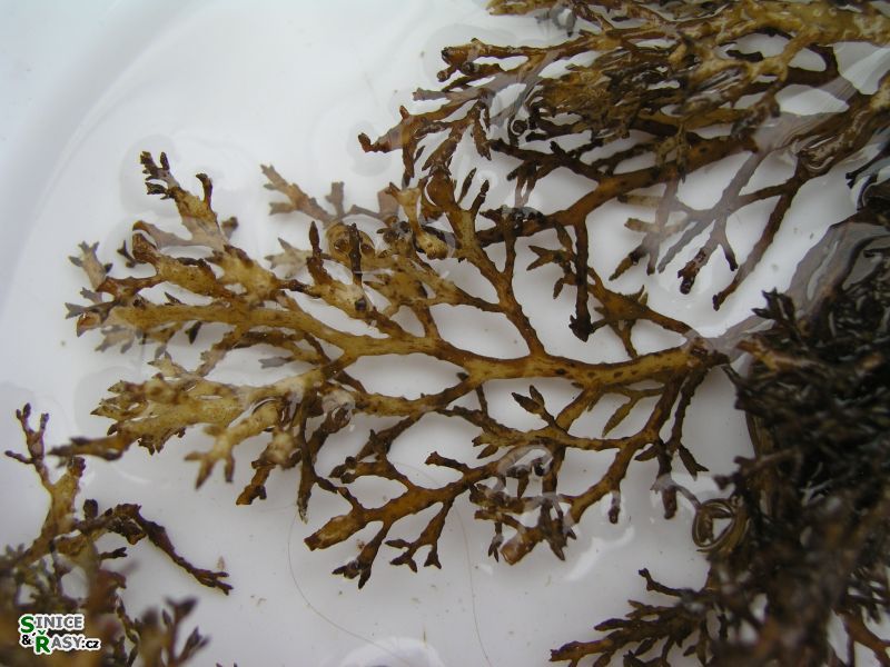 Cystoseira