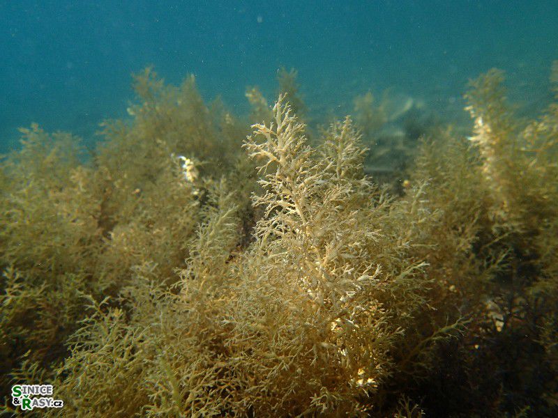 Cystoseira compressa 