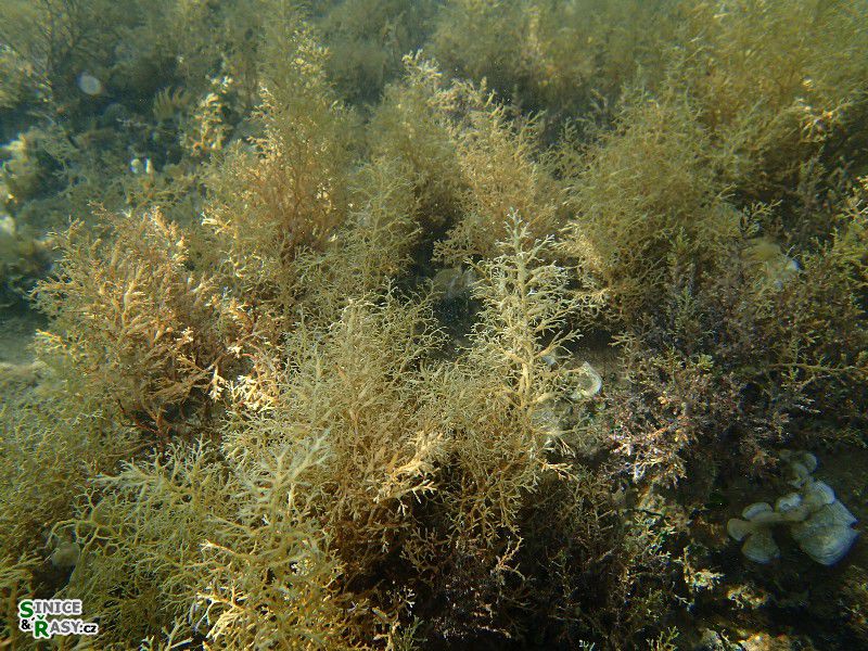 Cystoseira compressa