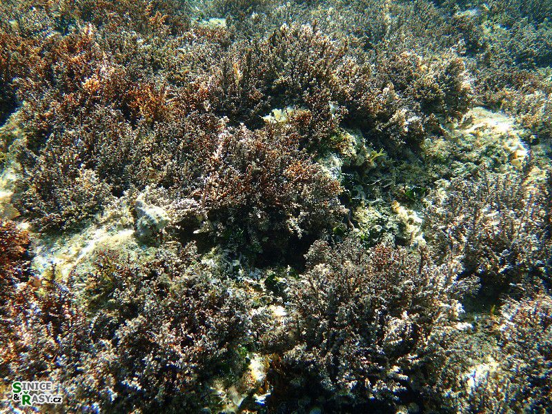 Cystoseira sp. 