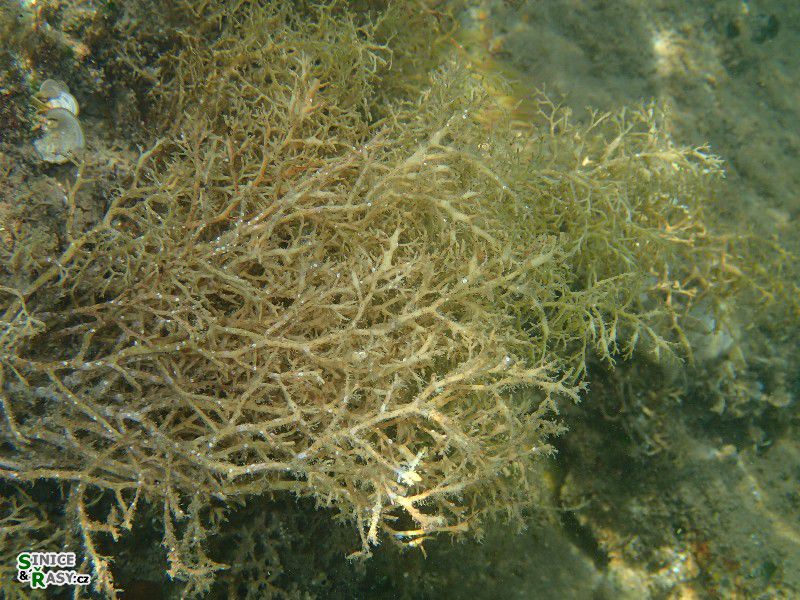 Cystoseira compressa