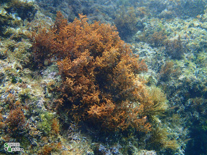 Cystoseira sp.