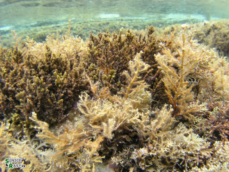 Cystoseira