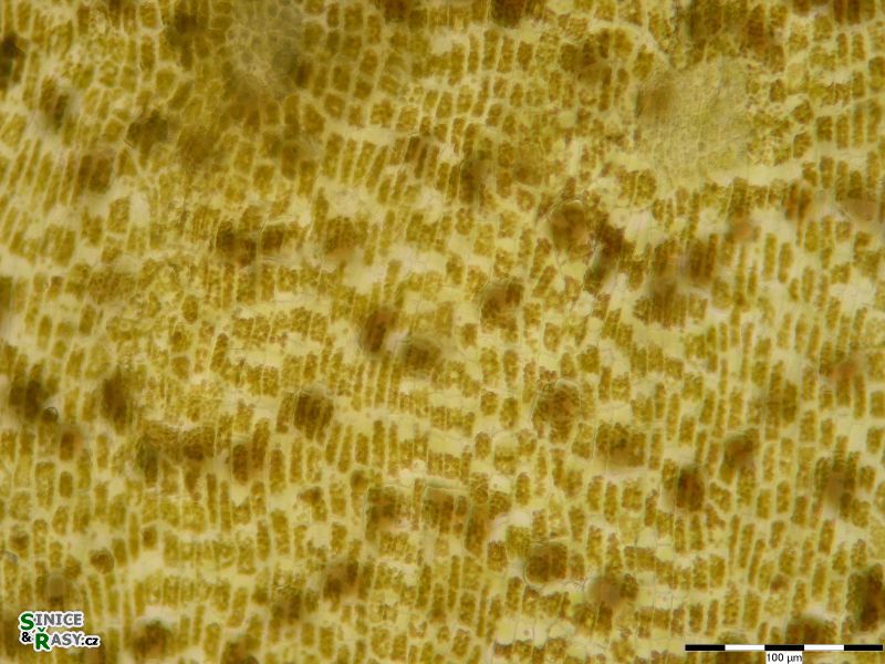 Dictyota dichotoma