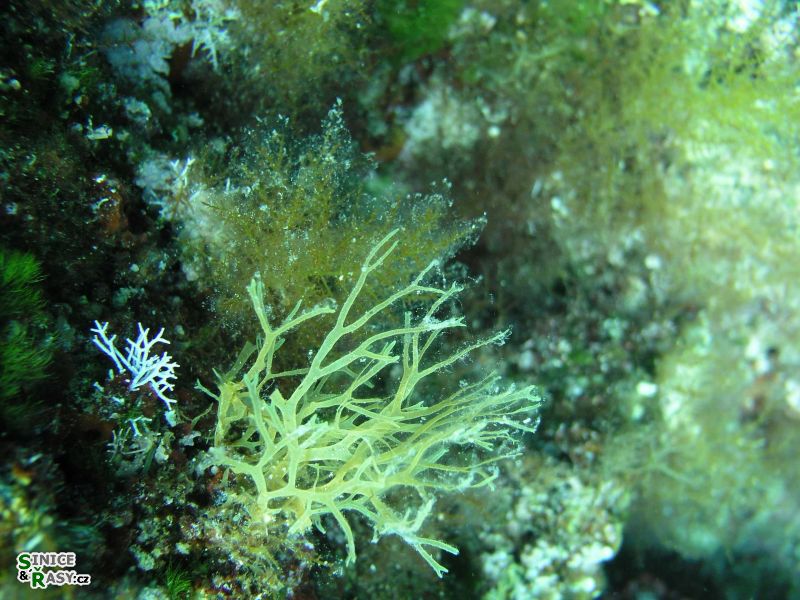 Dictyota dichotoma