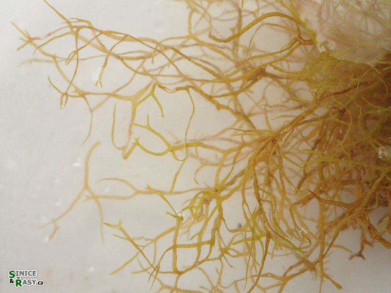 Dictyota cf. linearis