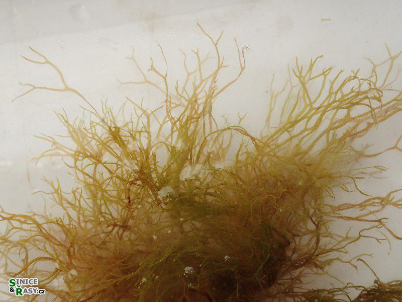 Dictyota cf. linearis