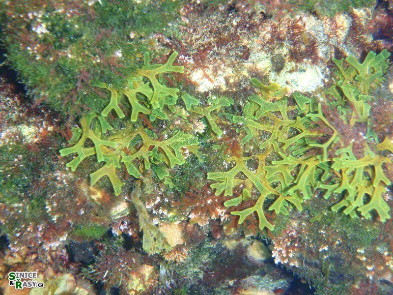 Dictyota dichotoma