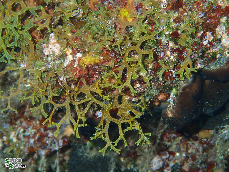 Dictyota dichotoma