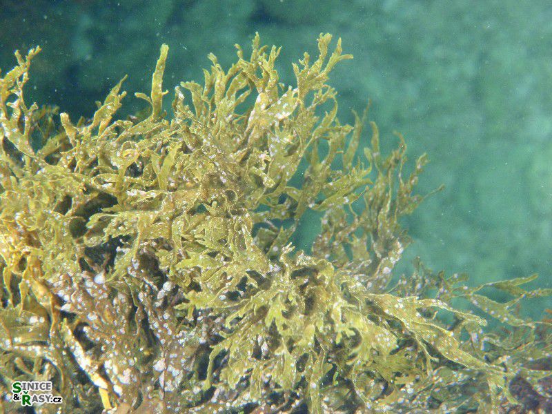 Dictyota sp.