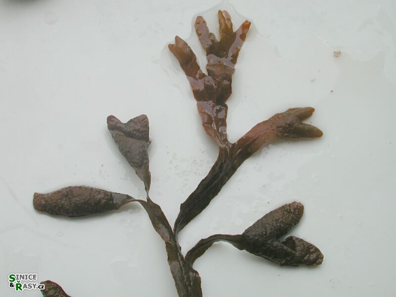 Fucus