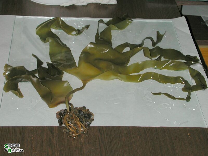 Laminaria digitata