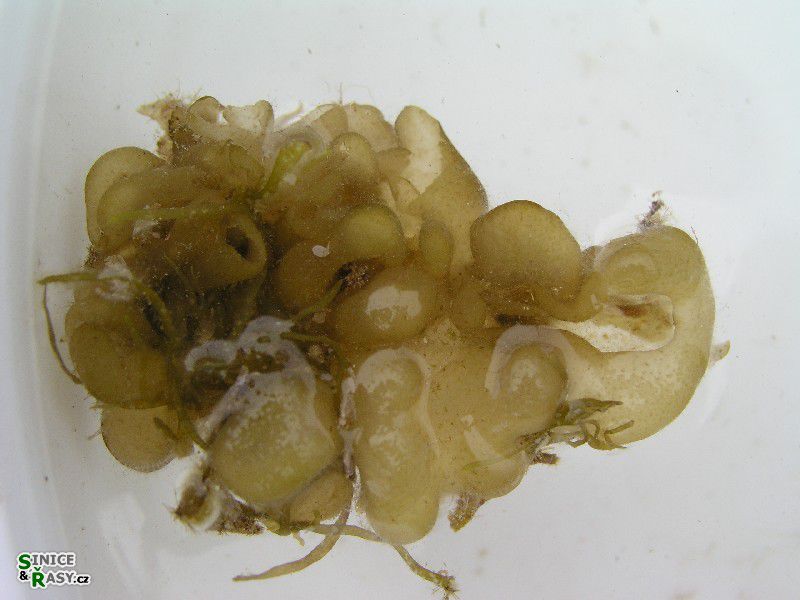 Leathesia marina