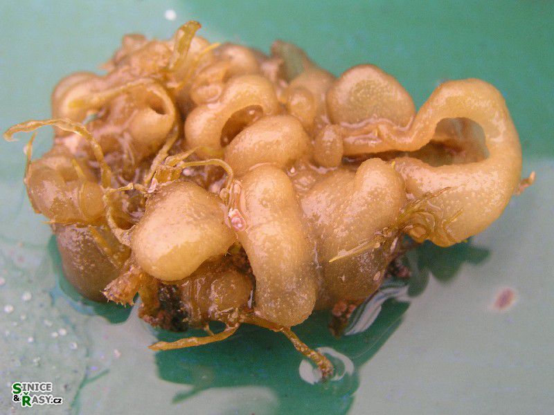 Leathesia marina