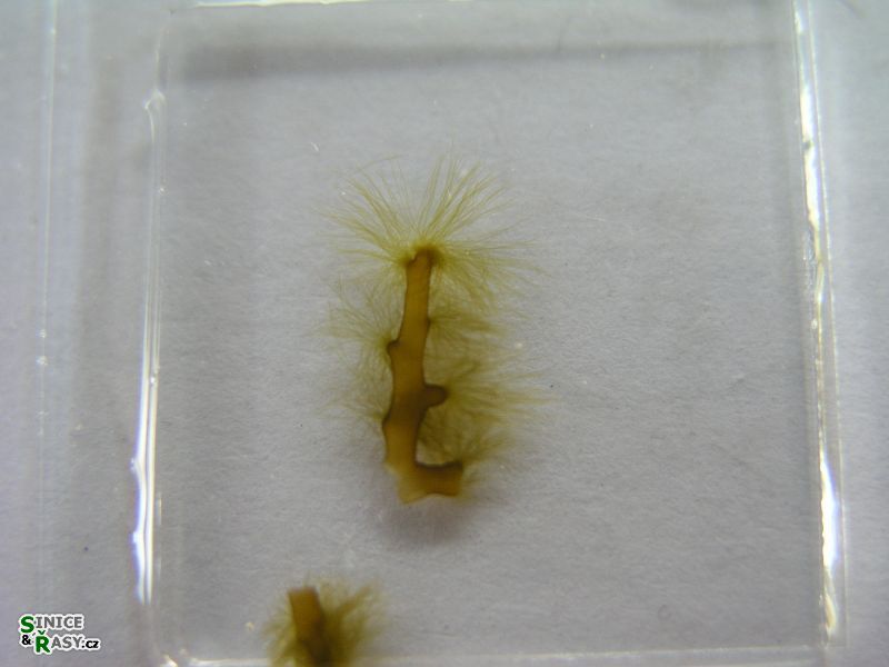 Nereia filiformis