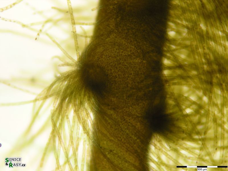 Nereia filiformis