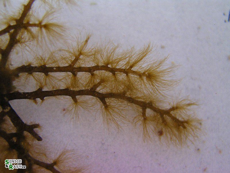Nereia filiformis