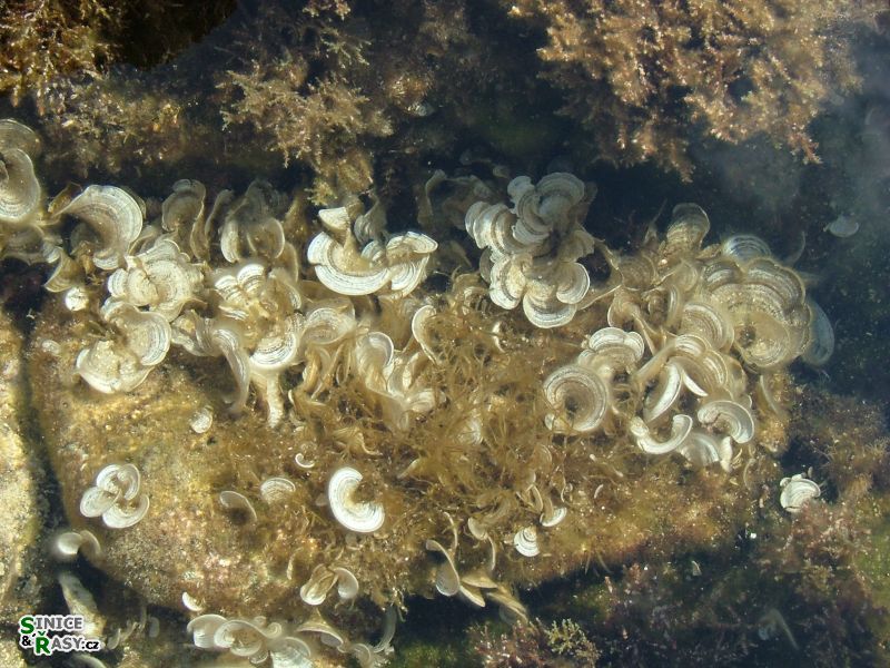 Padina pavonia