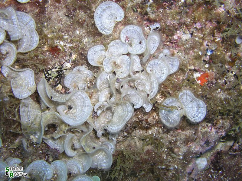 Padina pavonia