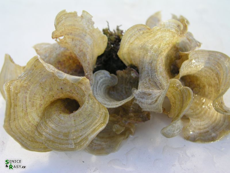 Padina pavonia