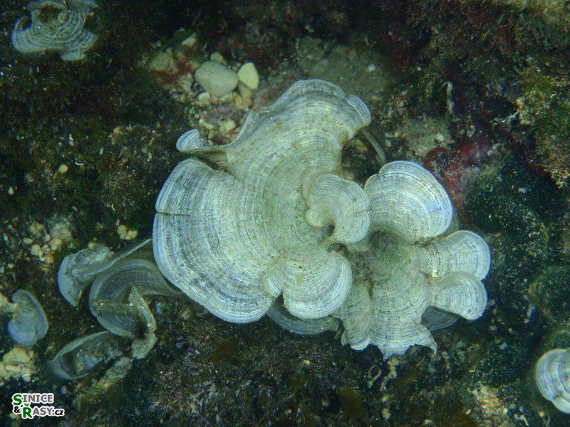 Padina pavonia