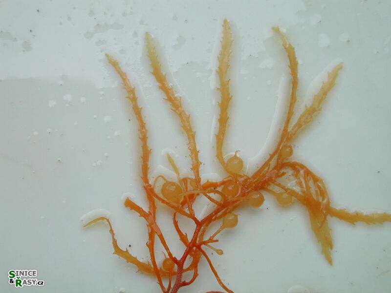 Sargassum