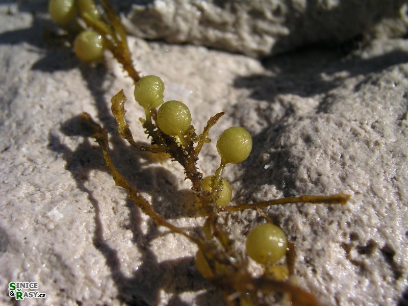 Sargassum vulgare